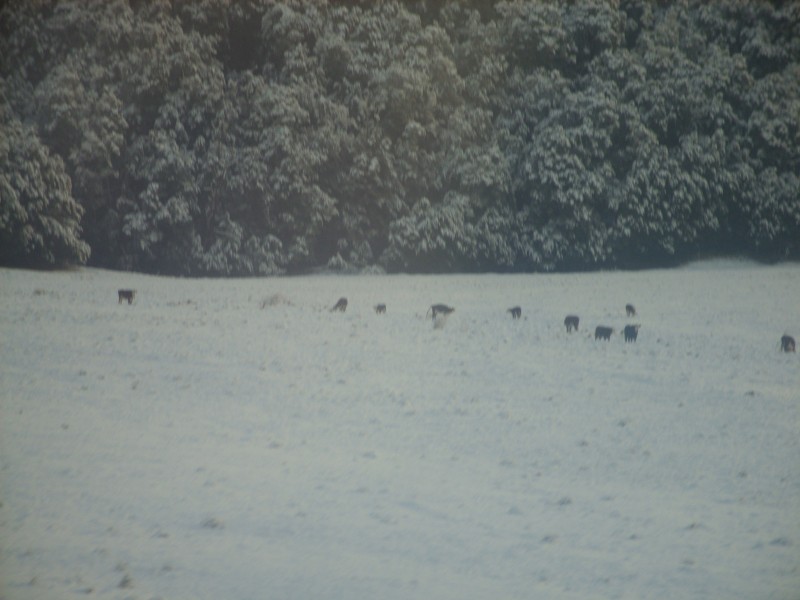 SS850664.JPG